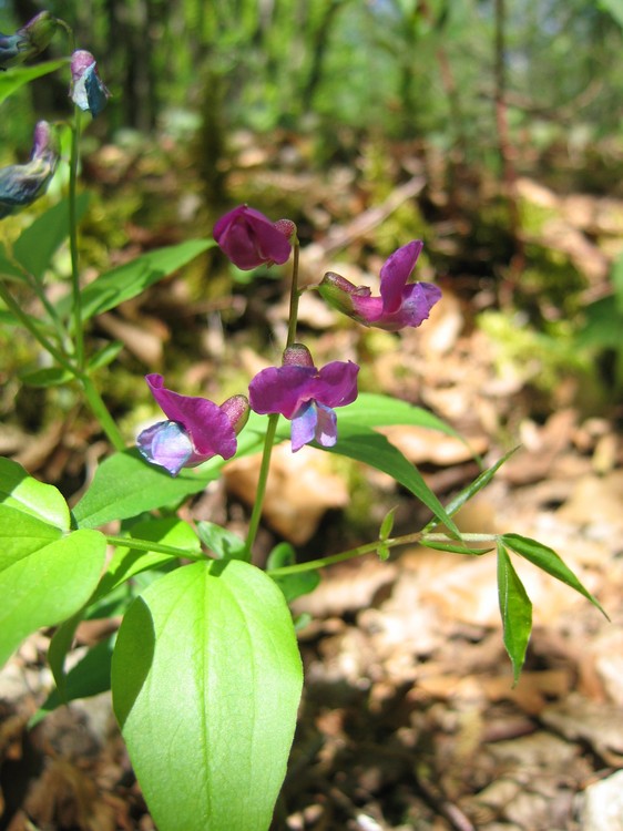 Lathyrus vernus